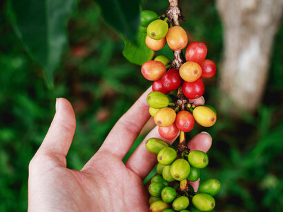 A moderate amount of coffee stimulates appetite, improves digestion, and relieves the sense of plenitude in the stomach