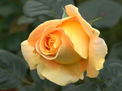 Una rosa pregiata