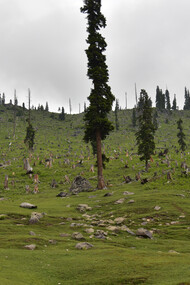 Deforestation in Indian Himalaya, deepening our rift with nature © Ashish Kothari