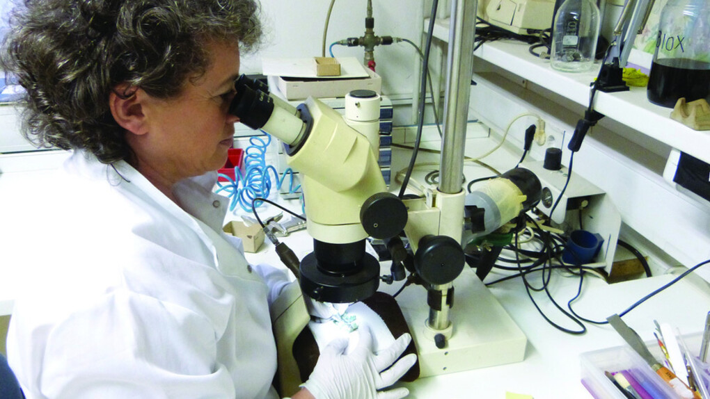 The Past Under a Microscope. Courtesy of National Museum of Slovenia