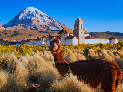 Una llama en una planicie en Los Andes bolivianos, parte rural del país sudamericano