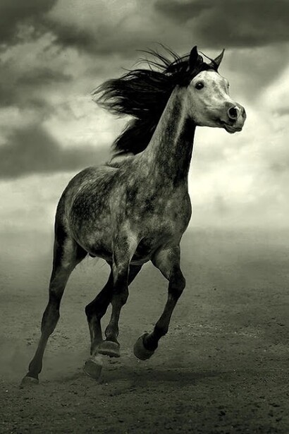 Incrível fotogrsfia de cavalo