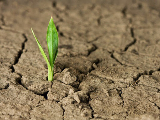 Resiliência ou resistência 