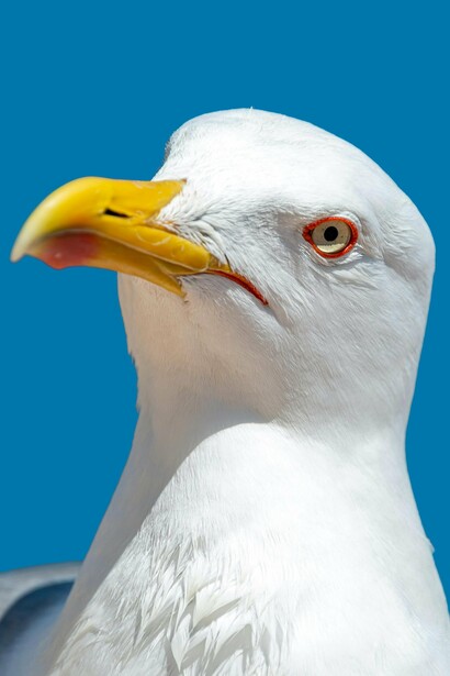 Una vez que la gaviota prueba algo que le gusta, comienza a comportarse como un adicto, capaz de cualquier cosa por satisfacer su ansia