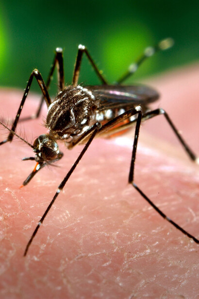 Dengue fever