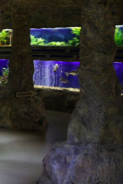 Aquarium. Courtesy of Regional Natural History Museum of Plovdiv