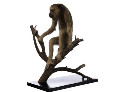 Mammals. Courtesy of Tadas Ivanauskas Zoological Museum