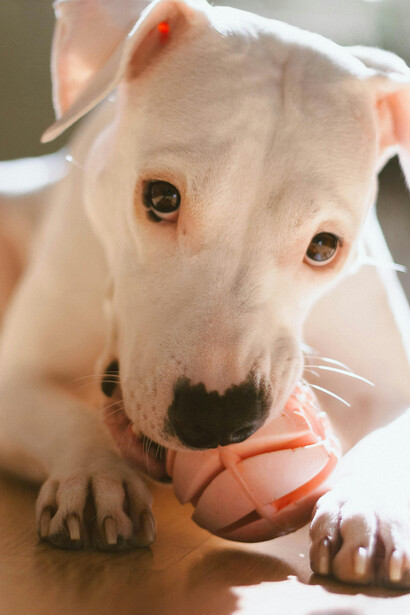 Su carácter dominante y su necesidad de espacio, ejercicio y socialización hacen de él un animal exigente, pero nunca inherentemente agresivo