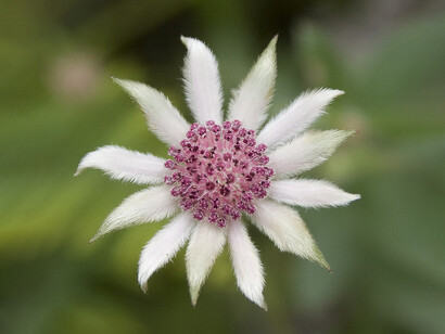 Pink Flannel Flower: il fiore della gioia di vivere 