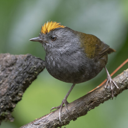 «Zeledonia coronata», recolectada por Anastasio Alfaro y descrita por Robert Ridgway. Foto: Guillermo Saborío (Asociación Ornitológica de Costa Rica)