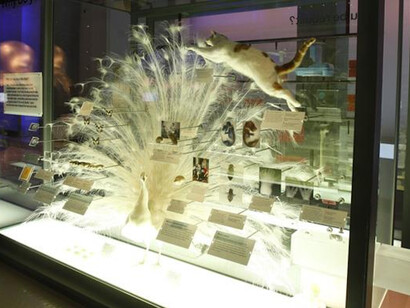 Who Am I? Courtesy of Science Museum 