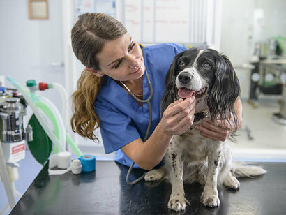 Veterinary nurses have succumbed to prolonged burnout problems that include stroke, depression, and multiple other health complications