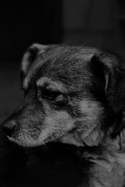 Oggigiorno, cani e gatti sono considerati animali da compagnia perché arricchiscono la vita delle persone 