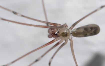 Ragno ballerino (Pholcus phalangioides) è uno dei ragni più diffusi in Italia, innocuo per gli umani, predatore feroce per piccoli insetti