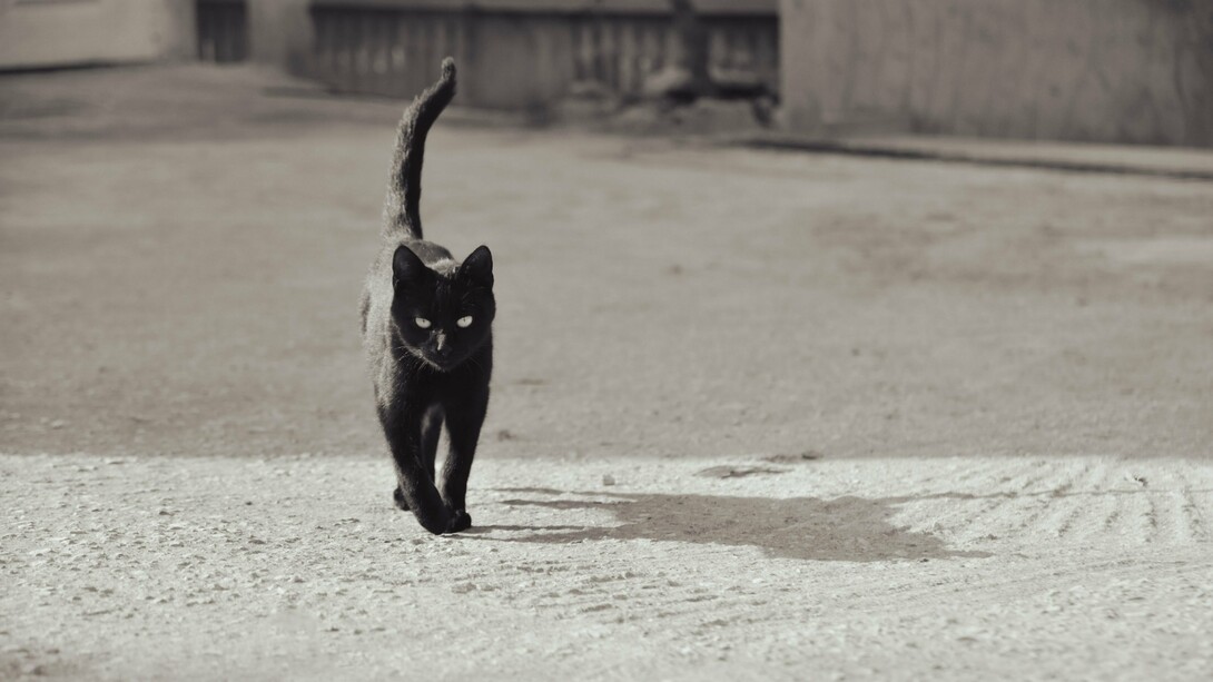 Um gato preto caminha sozinho ao ar livre, projetando uma sombra nítida sobre o chão. Entre a elegância e o mistério, a imagem traduz a personalidade felina que atravessa milênios de convivência com os humanos — sem jamais deixar de parecer que é ele quem decide as regras