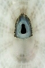 Vista interior de la "Diodora dysoni", lapa marina nombrada a partir de David Dyson