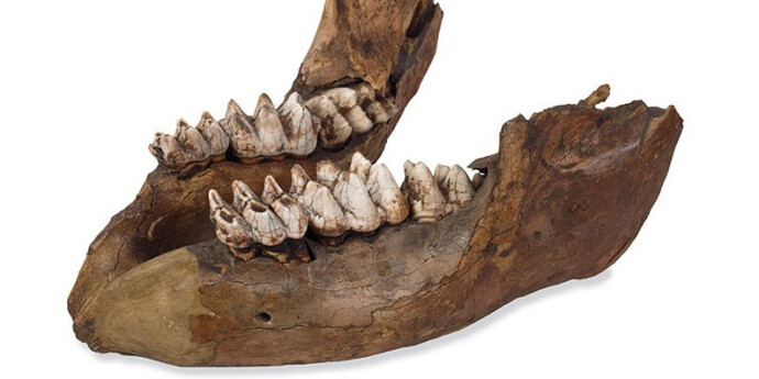 Palaeontology collections. Courtesy of Natural History Museum 