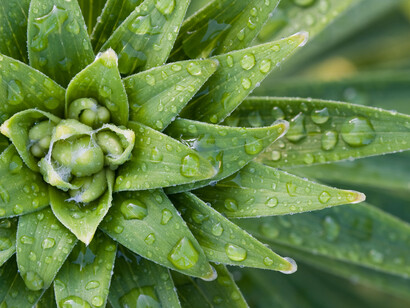 Plantas bajo la lluvia: la espontaneidad del amor no está sujeta a coerción, ni método, ni disciplina