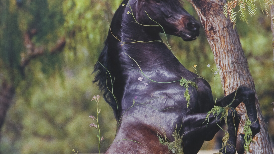 Chris Jones, Purlieu (detail), 2006, Courtesy of the artist and Vitrine