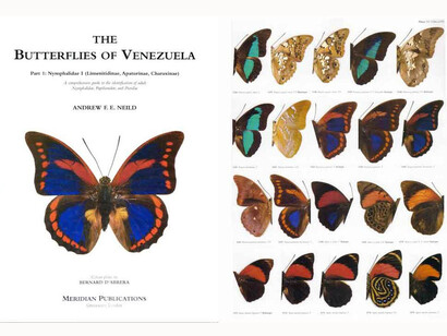 Portada y una de las láminas del libro del entomólogo británico Andrew Neild, donde se muestra la subespecie 'Prepona praeneste choroniensis', descrita por René Lichy en homenaje al pueblo de Choroní, en la costa del Estado Aragua, Venezuela