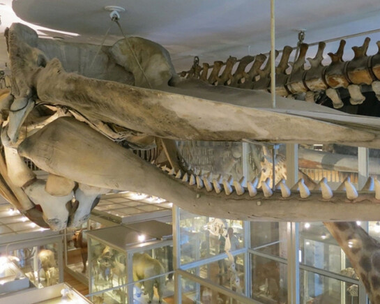 Great Mammal Hall. Courtesy of Harvard Museum of Natural History 