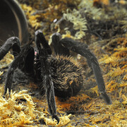 Vivario Explora. Courtesy of Parque Explora