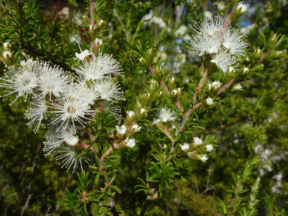 Fiori di Fragonia (Agonis fragrans)