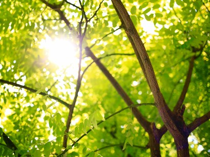 Per i Peripatetici le piante sono gli emblemi  della Natura
