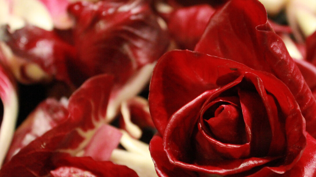 La Rosa di Gorizia, varietà di radicchio dalla tipica forma a bocciolo che ricorda una rosa le cui foglie variano dal rosso intenso al rosa