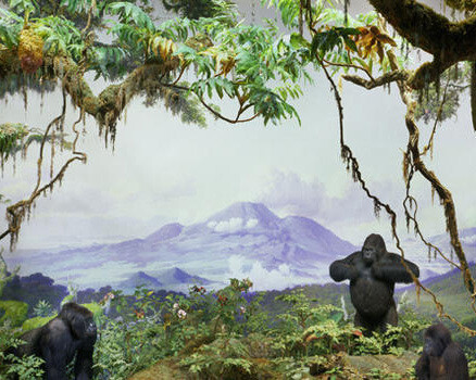 Akeley Hall of African Mammals. Courtesy of American Museum of Natural History