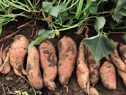Batatas