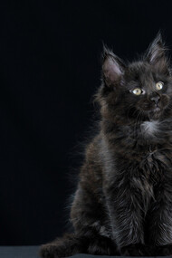 My new cat