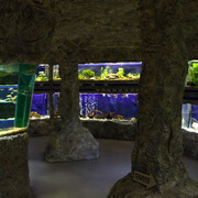 Aquarium. Courtesy of Regional Natural History Museum of Plovdiv