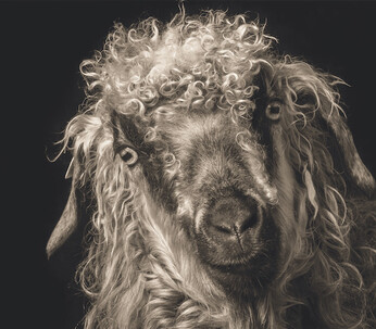 The photographer took care to place the camera level at eyes