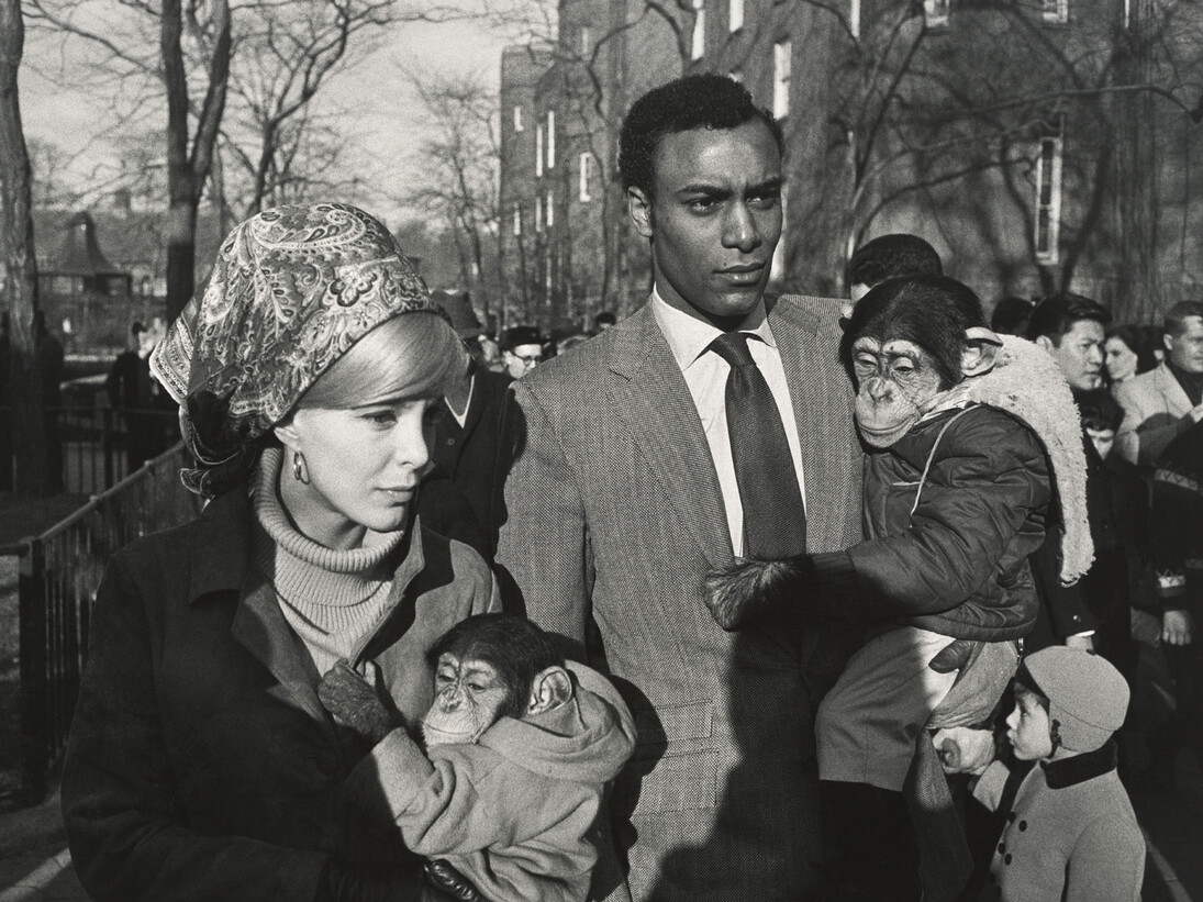 Garry Winogrand, Central Park Zoo, New York [Zoo de Central Park, New York], 1967, Tirage gélatino-argentique ; Collection of Randi and Bob Fisher, © The Estate of Garry Winogrand, courtesy Fraenkel Gallery, San Francisco, Photo: Don Ross