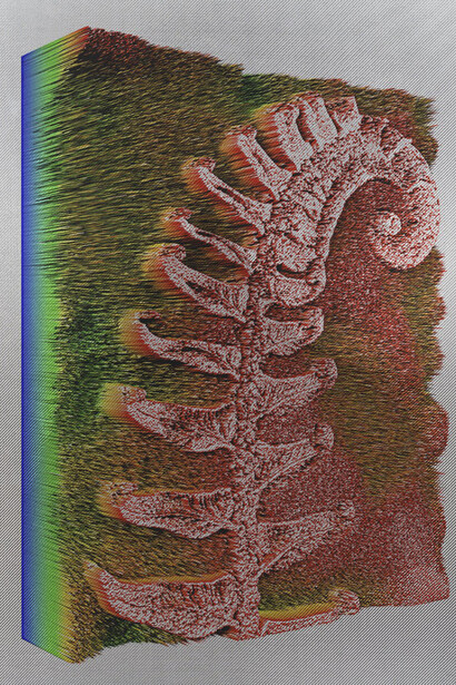 Polystichum munitum, 2015 © Spiros Hadjidjanos