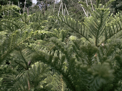 As They Grow Older And Wiser, 2016-ongoing, archival dye-sublimation on polyester, 200 x 250 cm