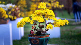 Bonsái significa «árbol sobre meseta»