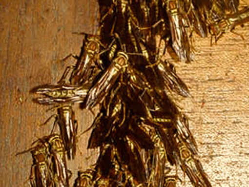 Avispas «Polistes versicolor» hibernando en el interior de una choza de madera, Colonia Tovar, Venezuela. Foto: Jorge M. González
