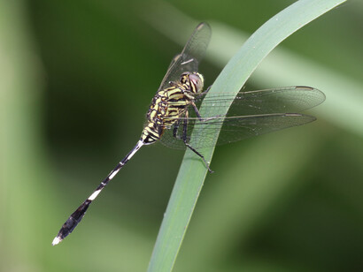 Green Skimmer is a common dragonfly  © Gehan de Silva Wijeyeratne