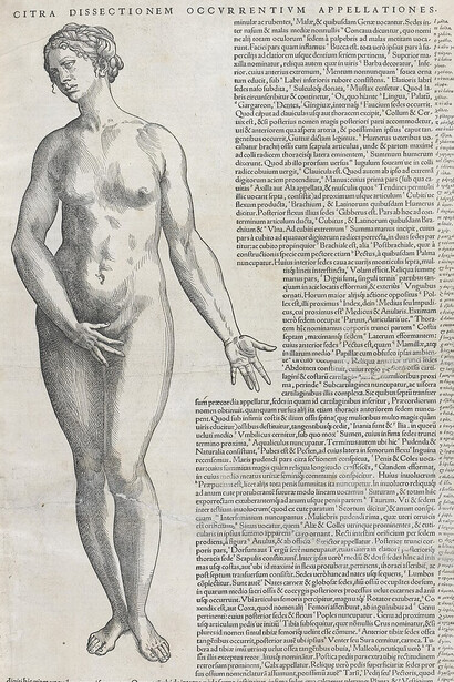 Página de De humani corporis fabrica libri septem (De la estructura del cuerpo humano en siete libros), estudio sobre  anatomía humana escrito por Andrés Vesalio (1514-1564) en 1543