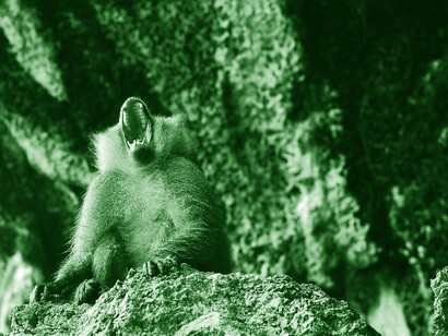 Monkeys are the animals closest to humans