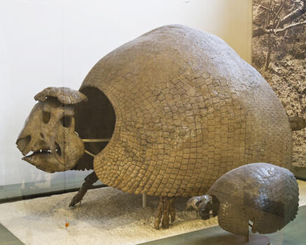 Hall of Primitive Mammals. Courtesy of American Museum of Natural History