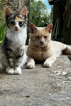 Como la naturaleza alrededor.  
Como el sax que aparece de vez en cuando.  
Como los gatos, que siguen pasando.   
El borgo viejo de Sipicciano, Italia 