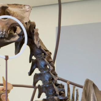 Milstein Hall of Advanced Mammals. Courtesy of American Museum of Natural History