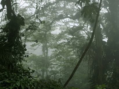 Selva Nublada de Rancho Grande, Parque Nacional Henri Pittier, Venezuela. Foto: Javier Mesa