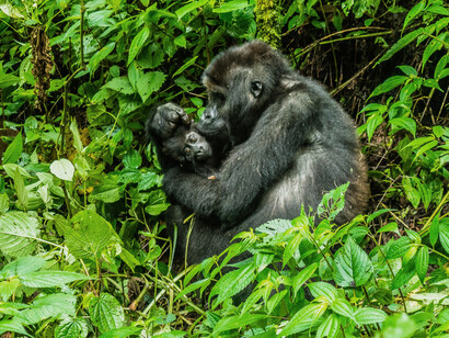 The Mountain Gorilla is one of the three species of gorilla and lives in Rwanda