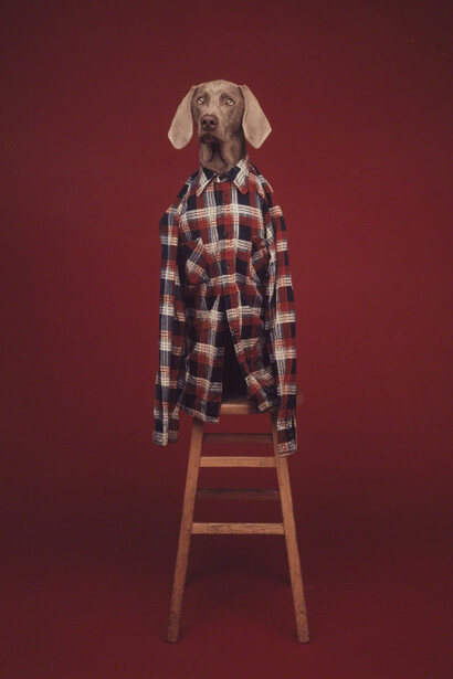 William Wegman. Courtesy of Sperone Westwater