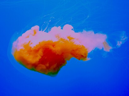 Embriagados por la belleza