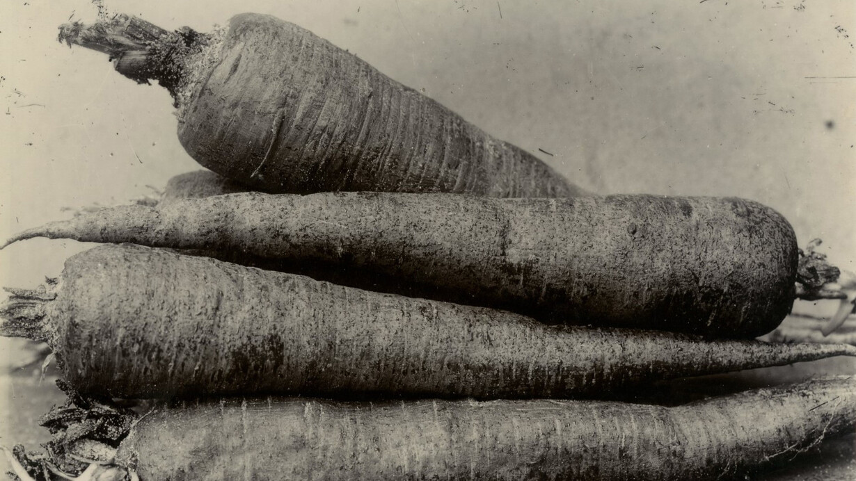 Charles Jones, Carrot, long red, c.1900. Courtesy of Howard Greenberg Galler